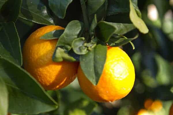 Post image for Pixie Tangerine Tour
