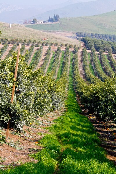 Sumo Tangerine trees on the ranch.